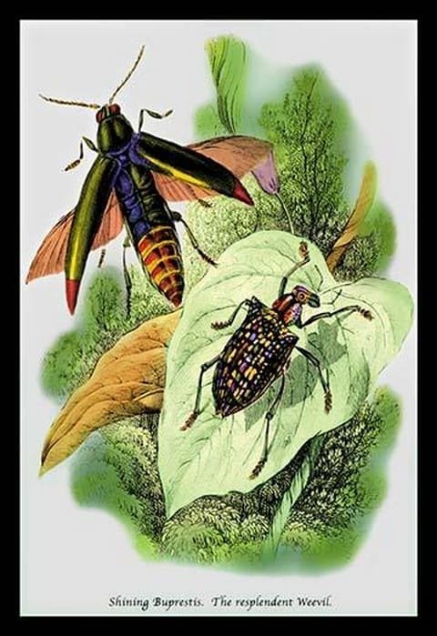 The Shining Buprestis and the Resplendent Weevil by Sir William Jardine - Art Print