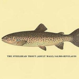 The Steelhead Trout by H.H. Leonard - Art Print