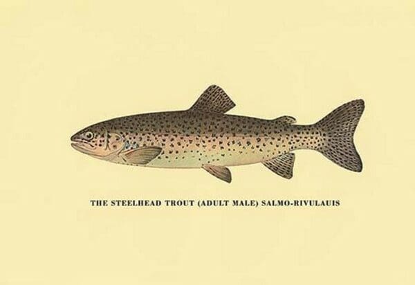 The Steelhead Trout by H.H. Leonard - Art Print