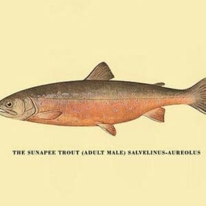 The Sunapee Trout by H.H. Leonard - Art Print