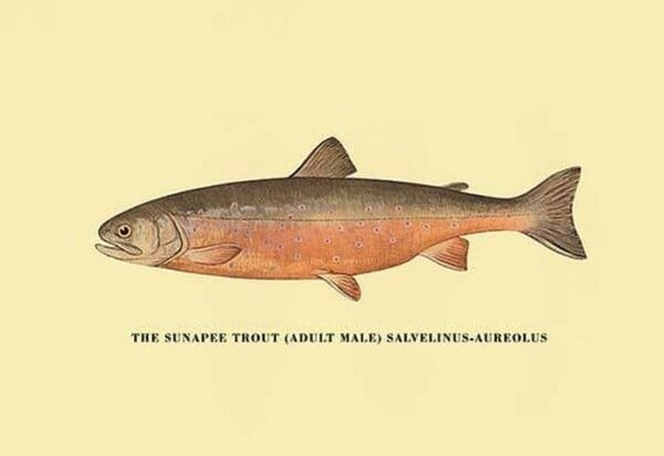 The Sunapee Trout by H.H. Leonard - Art Print