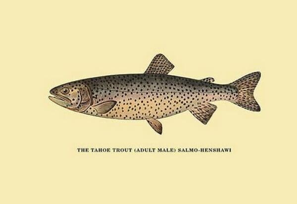 The Tahoe Trout by H.H. Leonard - Art Print