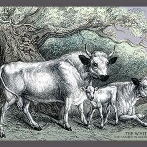 The White Urus by John Stewart - Art Print