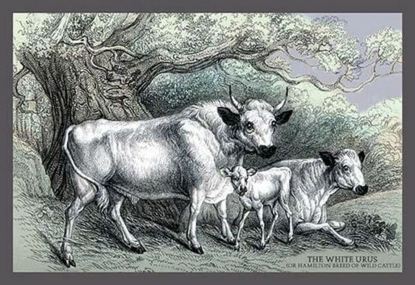 The White Urus by John Stewart - Art Print