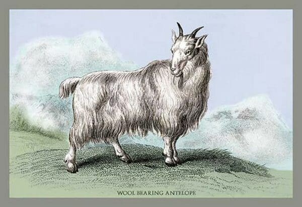 The Wool-Bearing Antelope by John Stewart - Art Print