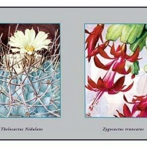 Thelocactus Nidulans - Art Print