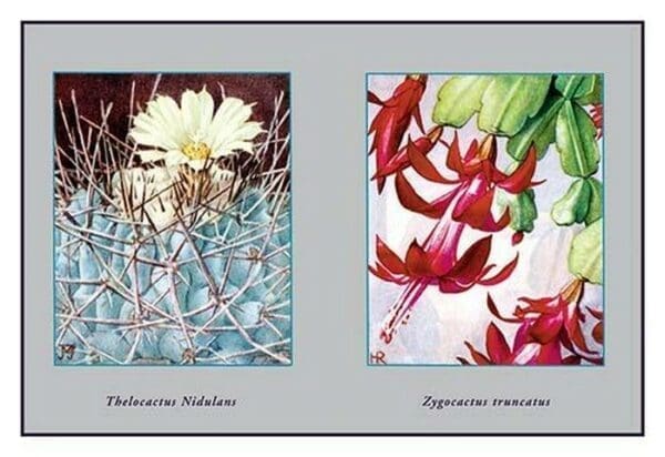 Thelocactus Nidulans - Art Print