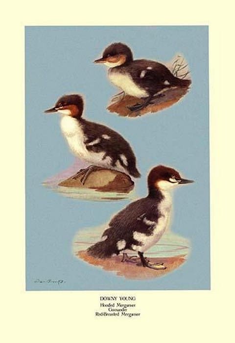 Three Downy Young Ducks by Allan Brooks - Art Print