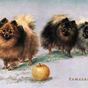 Three of Mrs. Hall Walker's Champion Pomeranians - Art Print