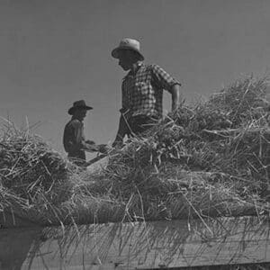 Threshing