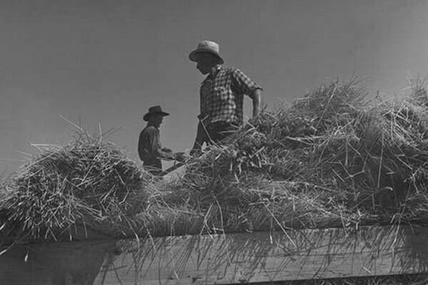 Threshing