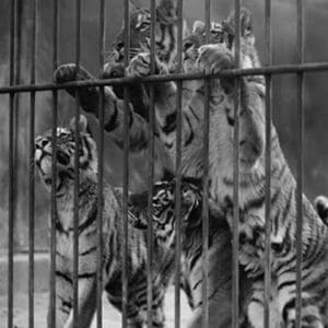 Tiger Cubs Seek Freedom from Zoo Cage - Art Print