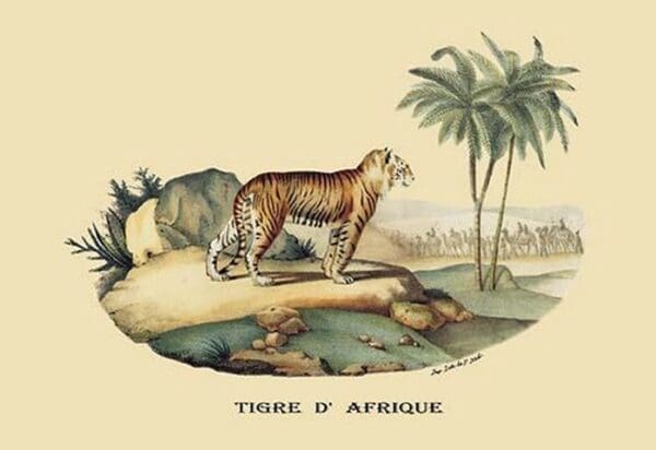 Tigre d'Afrique (Tiger) by E. F. Noel - Art Print