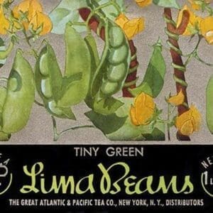 Tiny Green Lima Beans - Art Print