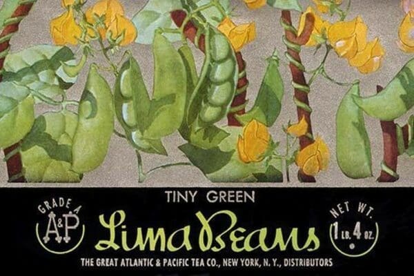 Tiny Green Lima Beans - Art Print