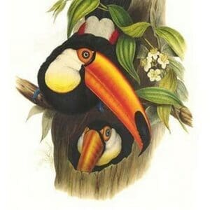 Toco Toucan by John Gould #2 - Art Print