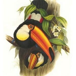 Toco Toucan by John Gould - Art Print