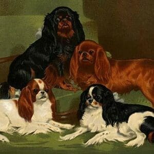 Toy Spaniels by Vero Shaw - Art Print