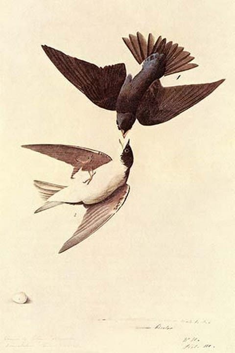 Tree Swallow by John James Audubon - Art Print