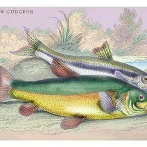 Trench and Gudgeon by Robert Hamilton - Art Print