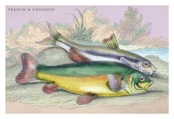 Trench and Gudgeon by Robert Hamilton - Art Print