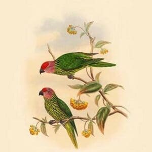 Trichoglossus Goldiei - Goldie's Perroquet by John Gould - Art Print