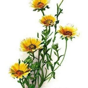 Tridax Gaillardioides by H.G. Moon - Art Print