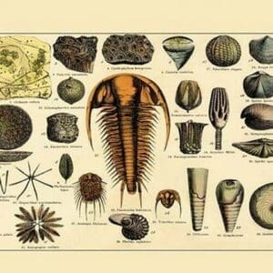 Trilobite and Fossil Sea Life - Art Print