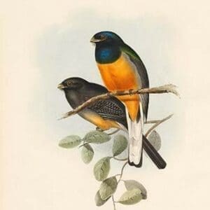 Trogon Aurantius - Orange Breasted Trogon by John Gould - Art Print