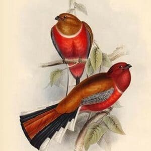 Trogon Erthrocephalus - Red Headed Trogon by John Gould - Art Print