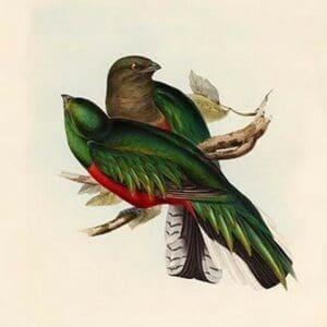 Trogon Fulgidus - Shining Trogon by John Gould - Art Print