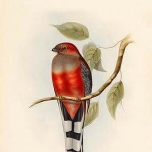 Trogon Hodgsonii - Hodgson's Trogon by John Gould - Art Print