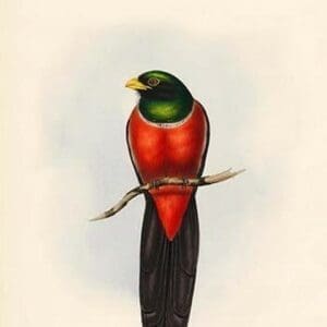 Trogon Macroura - Large Tailed Trogon by John Gould - Art Print