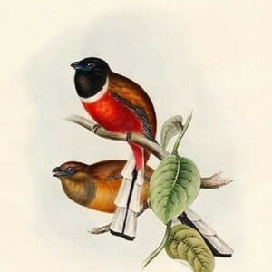 Trogon Marabaricus - Malabar Trogon by John Gould - Art Print