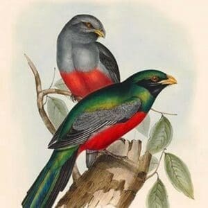 Trogon Massena - Prince Massena's Trogon by John Gould - Art Print