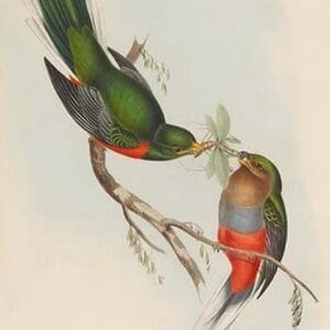 Trogon Narina - Narina Trogon by John Gould - Art Print