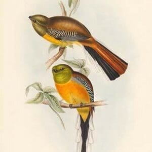 Trogon Oreskios - Mountain Trogon by John Gould - Art Print