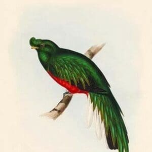 Trogon Pulchelus - Peruvian Trogon by John Gould - Art Print