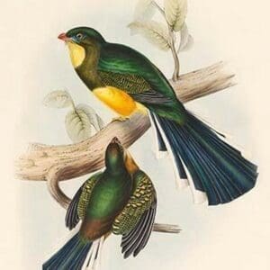 Trogon Reinwardtii - Reinwardt's Trogon by John Gould - Art Print