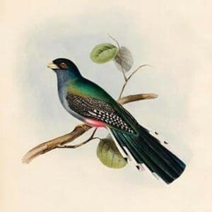 Trogon Roseigaster -Saint Domingo Trogon by John Gould - Art Print