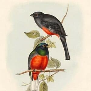 Trogon Surucura -Surucura Trogon by John Gould - Art Print