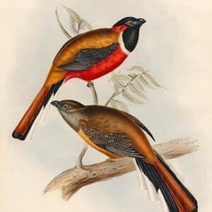 Trogon Temminckii - Temminck's Trogon by John Gould - Art Print