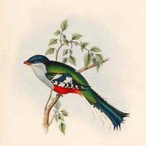 Trogon Temnurus - Cuba Trogon by John Gould - Art Print