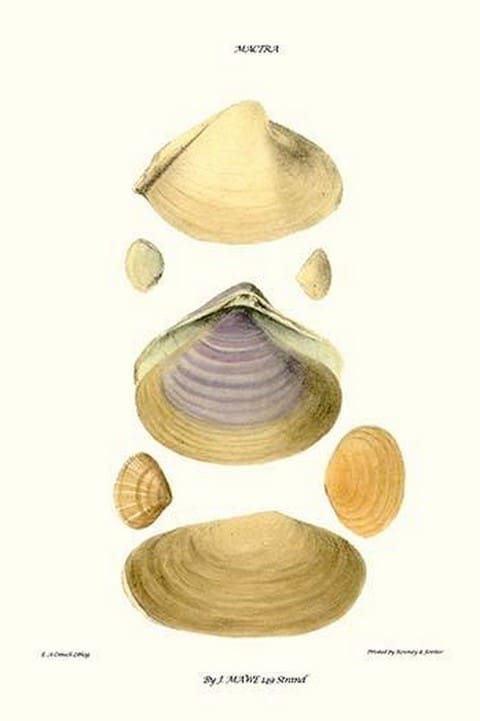 Trough Shells By John Mawe - Art Print