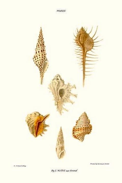 Trumpet Shells By John Mawe - Art Print