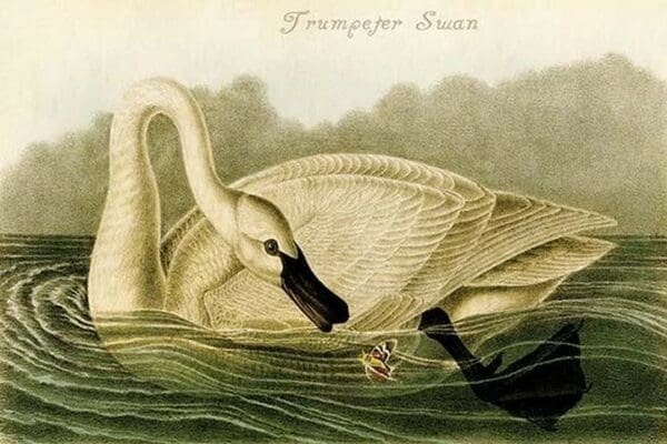 Trumpeter Swan by John James Audubon #2 - Art Print