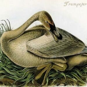 Trumpeter Swan by John James Audubon #3 - Art Print