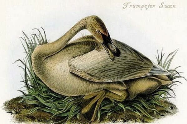 Trumpeter Swan by John James Audubon #3 - Art Print