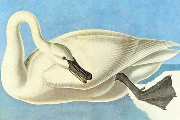 Trumpeter Swan by John James Audubon #4 - Art Print