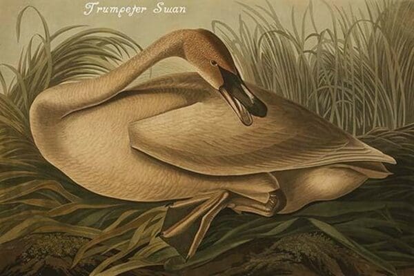 Trumpeter Swan by John James Audubon - Art Print